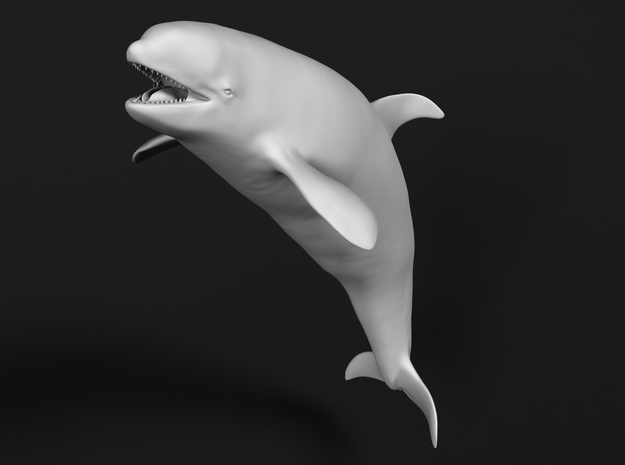 Killer Whale 1:16 Female with mouth open 1 in White Natural Versatile Plastic