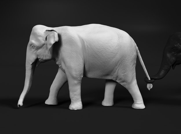 Indian Elephant 1:16 Female walking in a line 1 in White Natural Versatile Plastic