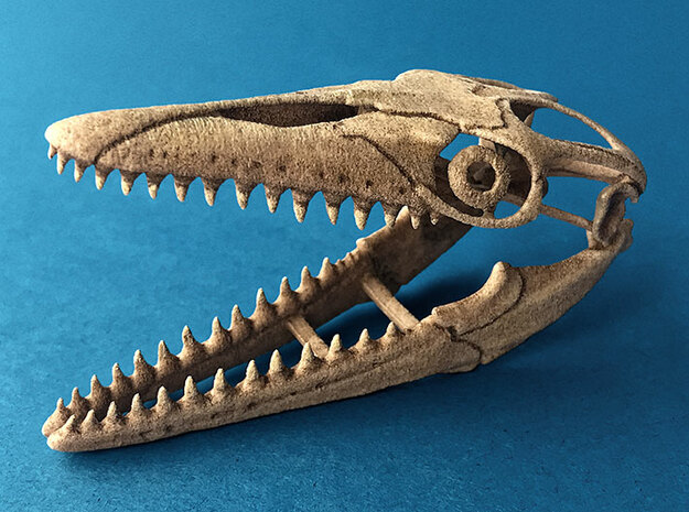 Mosasaurus skull in White Natural Versatile Plastic: 1:20
