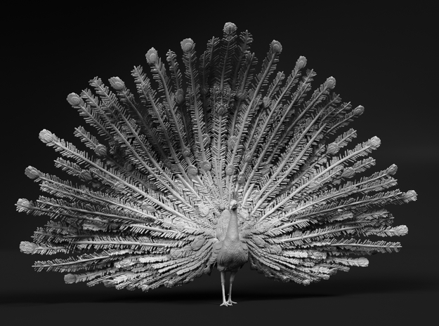 Indian Peafowl 1:48 Displaying Peacock in Tan Fine Detail Plastic