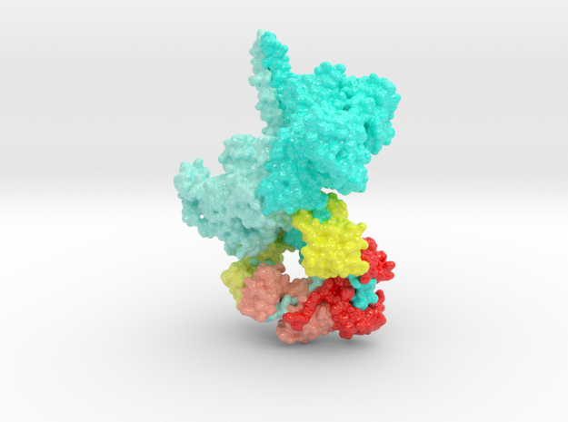 Human Beta Cardiac Myosin SRX 5TBY in Glossy Full Color Sandstone: Small