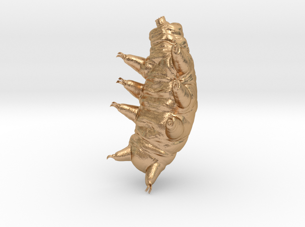 tardigrade pose 2 in Natural Bronze