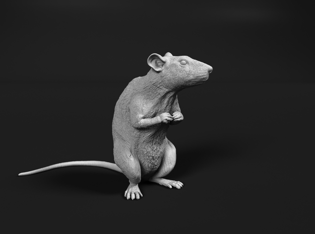 Brown Rat 1:25 Sitting on two legs in Tan Fine Detail Plastic