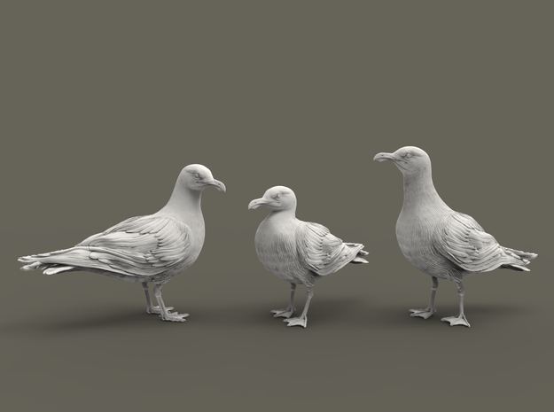 Glaucous Gull set 1:22 three different pieces in Tan Fine Detail Plastic