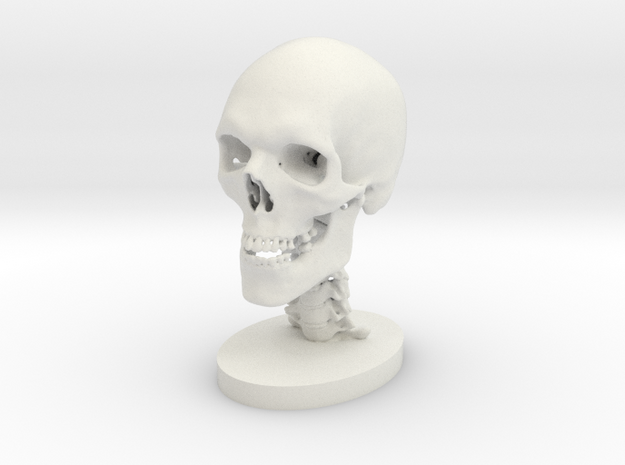 1/4 Scale Human Skull in White Natural Versatile Plastic