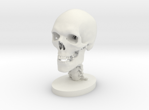 1/2 Scale Human Skull in White Natural Versatile Plastic