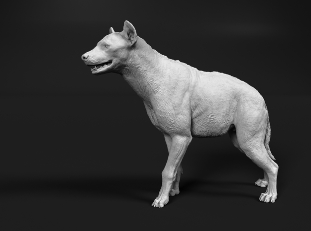 Spotted Hyena 1:16 Standing Male in White Natural Versatile Plastic