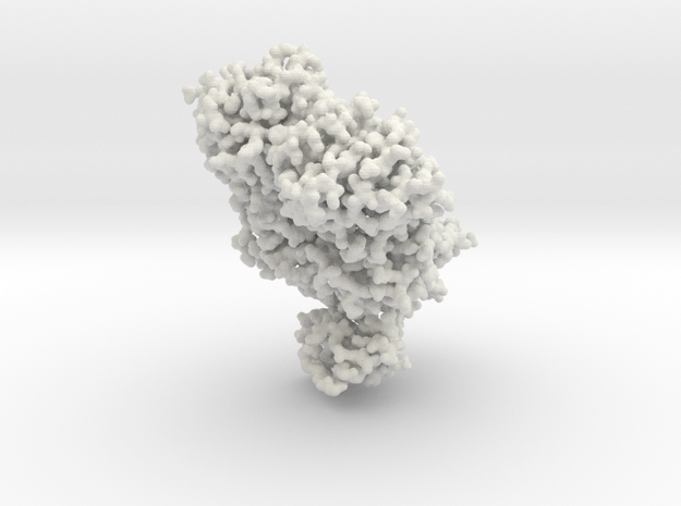 Lac Repressor Bound to DNA - All atom in White Natural Versatile Plastic