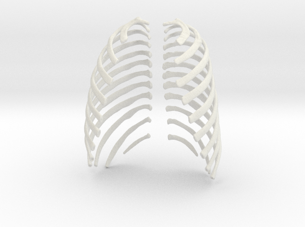 Left and Right Ribs, Male 18 in White Natural Versatile Plastic