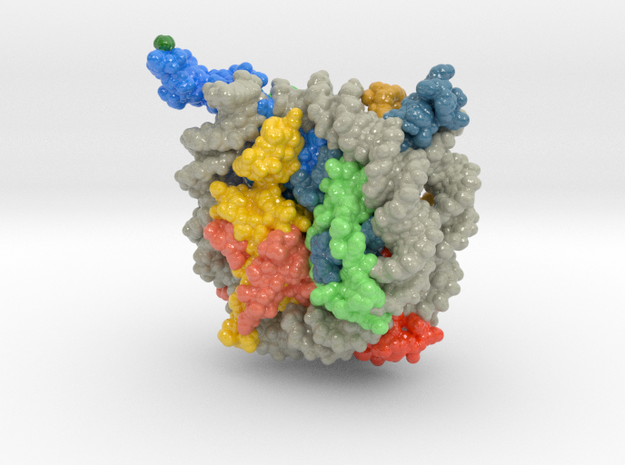 Nucleosome 1kx5 in Smooth Full Color Nylon 12 (MJF): Extra Small