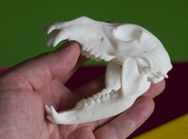 Bear Skull. Jointed Jaw. 10cm in White Processed Versatile Plastic