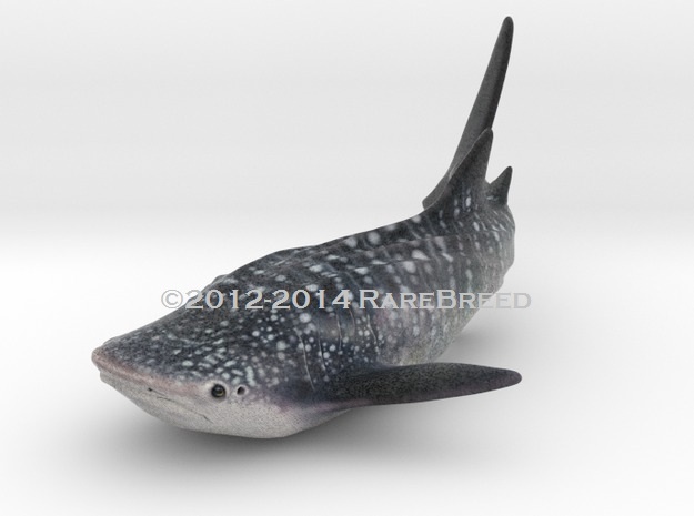 Whale Shark Color in Full Color Sandstone