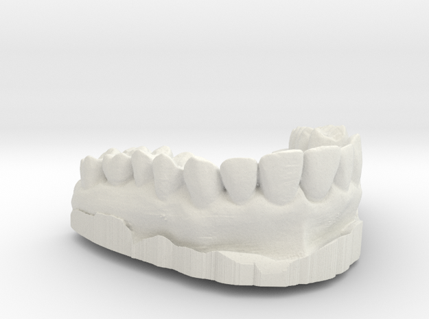 Anatomical Lower Teeth in White Natural Versatile Plastic