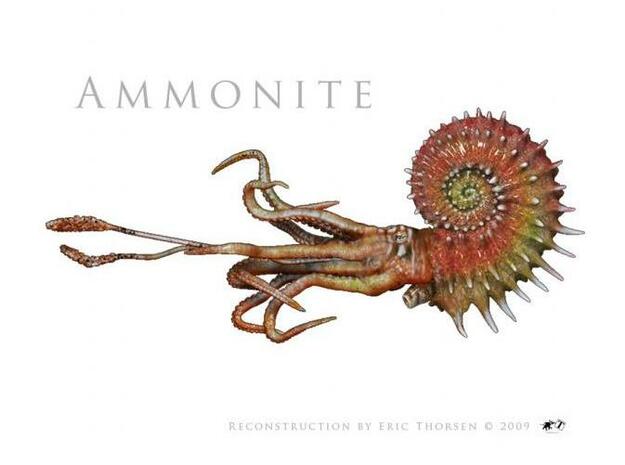 Ammonite 8cm in Smooth Fine Detail Plastic