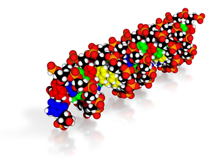 Custom DNA Molecule Model &quot;Magdalena&quot; Size Large 3d printed