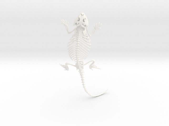 Bearded Dragon Skeleton - 8 Inches 3d printed