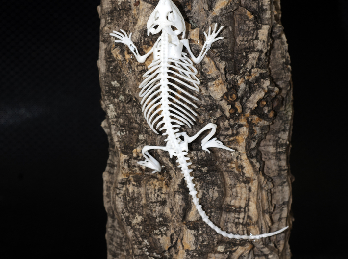 Bearded Dragon Skeleton - 4 Inches 3d printed