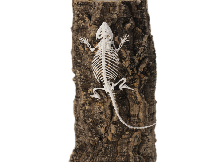 Bearded Dragon Skeleton - 4 Inches 3d printed 