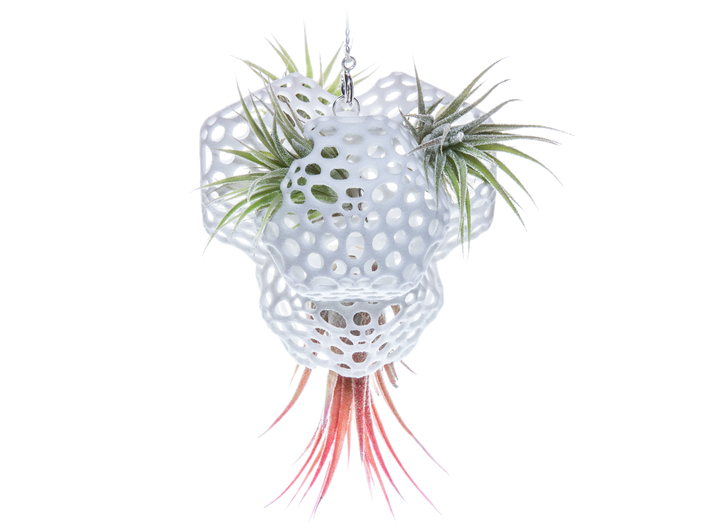 Radiolaria Tetrahedra Planter 3d printed Tillandsia species: T. ionantha fuego and T. ionantha