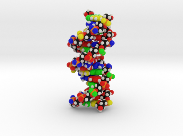 DNA Molecule Model &quot;Emily&quot;, Standard 3d printed