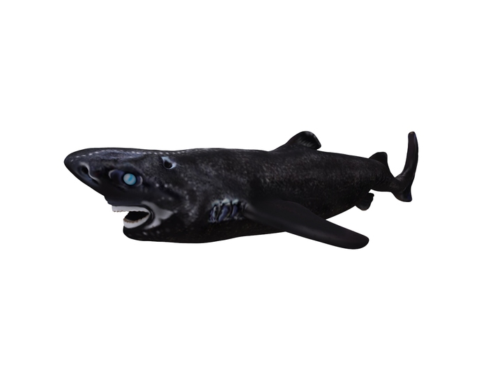 New Discoveries: Ninja Lanternshark