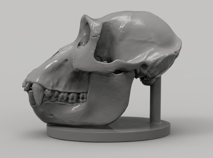 Gorilla Skull with base 3d printed 