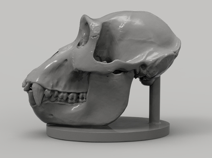 Gorilla Skull with base 3d printed