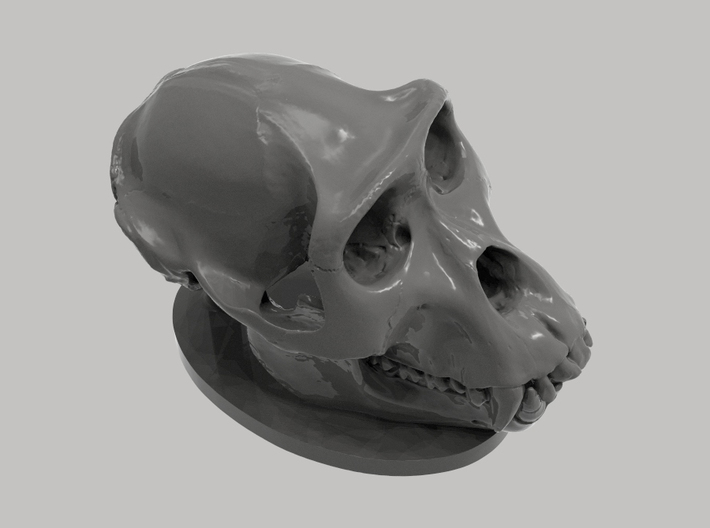 Gorilla Skull with base 3d printed 