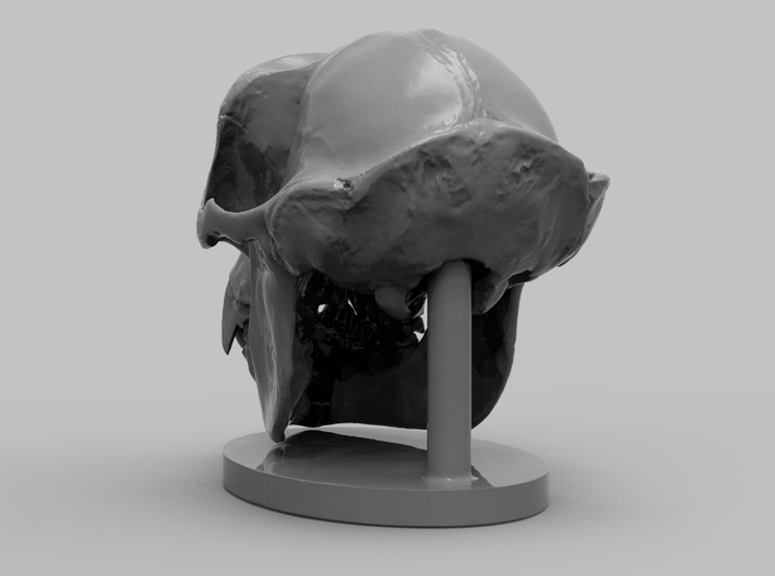 Gorilla Skull with base 3d printed 