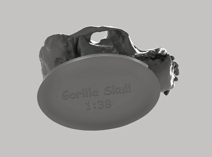 Gorilla Skull with base 3d printed 