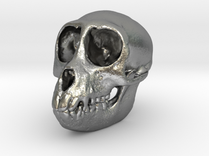SPIDER MONKEY SKULL - ACTUAL SIZE 3d printed HANDLE FOR YOUR WALKING STICK