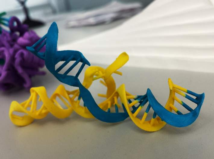 CRISPR Guide RNA with Target (mini scale) 3d printed Printed in White Strong & Flexible, then hand painted with watercolor paints. In this model, I painted the DNA in blue and the guide RNA in yellow.
