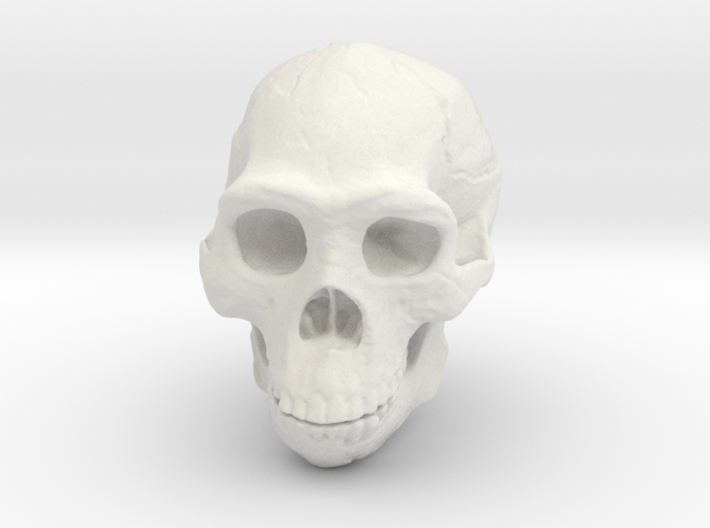 Real Skull : Homo erectus (Scale 1/2) 3d printed
