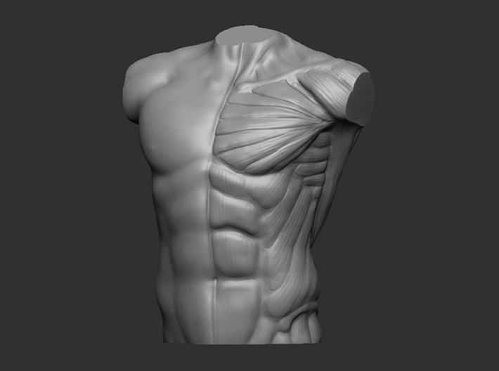 Male Bust Anatomy Reference 3d printed 