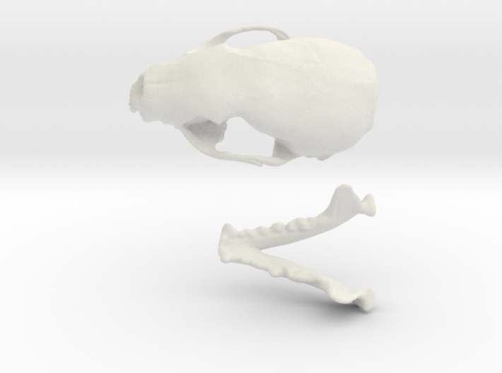 Skull of a stone marten 3d printed