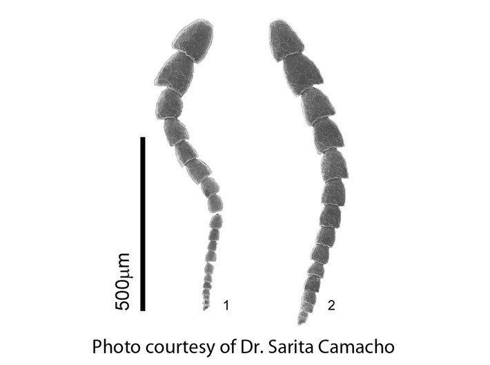 Leptohalysis Benthic Foraminiferan Earrings 3d printed Micrograph of Leptohalysis scottii