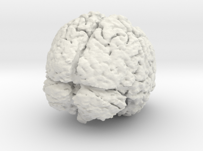 Complete Brain 3d printed
