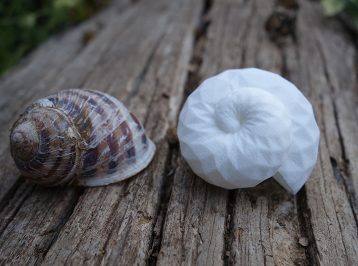 Snail Shell 3d printed Snail Shell - in White Strong and Flexible