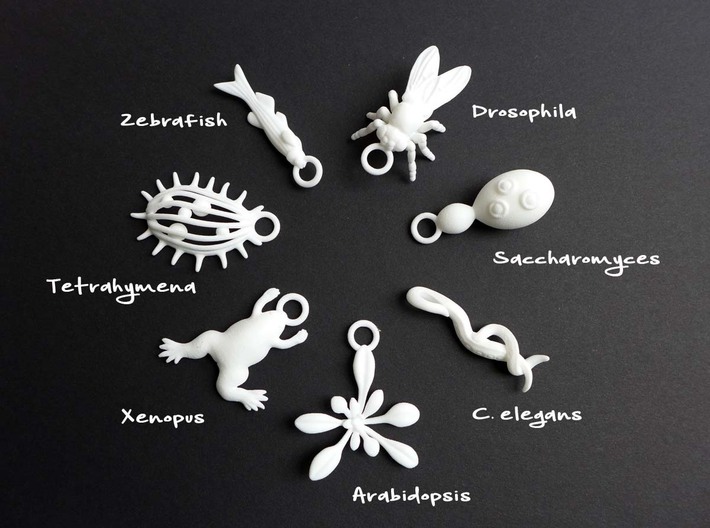 Caenorhabditis Ornament - Science Gift 3d printed Model Organism ornaments