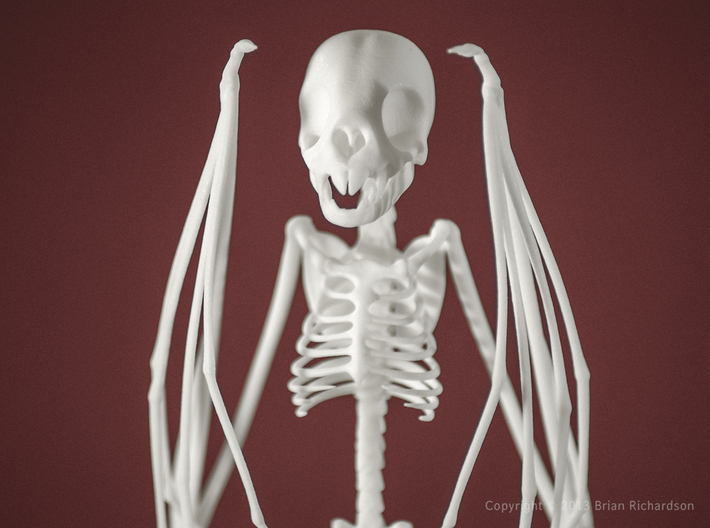 Vampire Bat Skeleton 3d printed