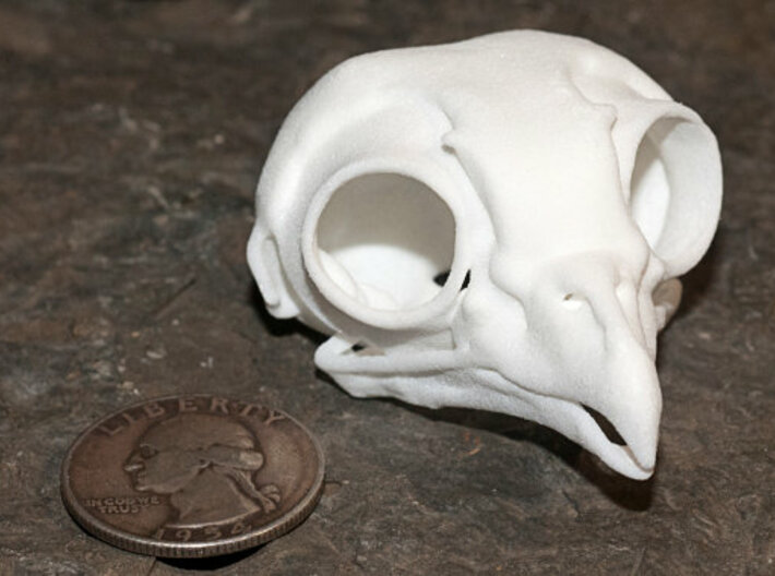 Screech Owl Skull 3d printed