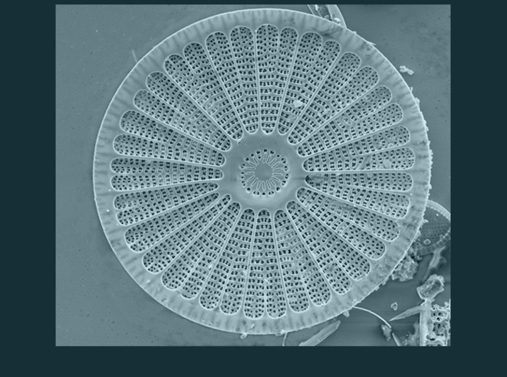 Arachnoidiscus ehrenbergi Diatom ~ 40mm (1.57inch) 3d printed Arachnoidiscus ehrenbergi diatom - diatoms are a usually microscopic unicellular marine organism