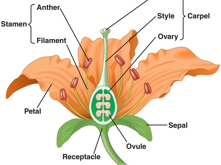 Floral Anatomy Pendant - Science Jewelry 3d printed 