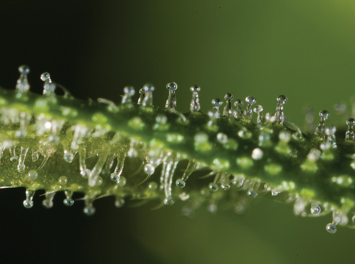 Cannabis Trichome Earrings - Nature Jewelry 3d printed Photo of cannabis trichomes
