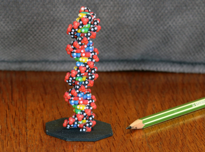 DNA Molecule Model Upright 3d printed DNA Molecule Model &quot;Genetics&quot; Vertical, in Size Standard, printed in Full Color Sandstone