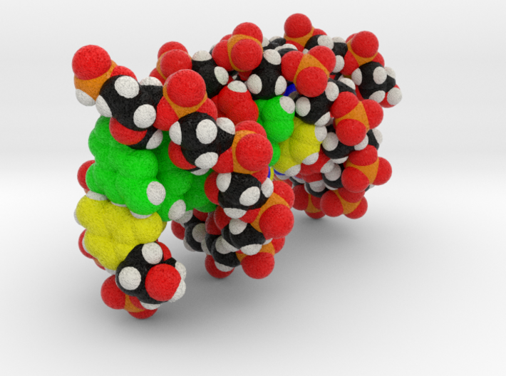 Custom DNA Molecule Model &quot;Gary&quot; 3d printed