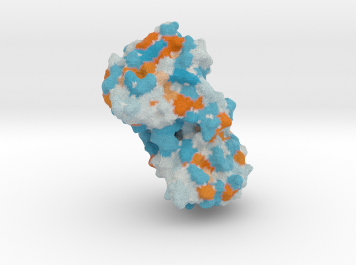 Human Matrix Metalloproteinase (MMP8) 3d printed