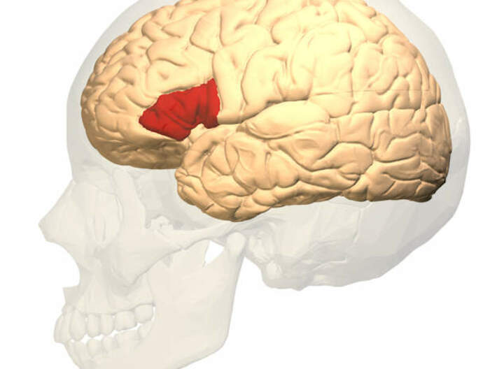 Frontal Lobe Charm (Broca's area) 3d printed Broca's Area in red