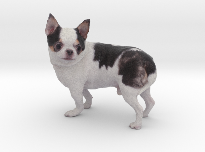 Scanned Chihuahua Dog -892 3d printed
