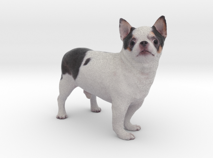Scanned Chihuahua Dog -890 3d printed